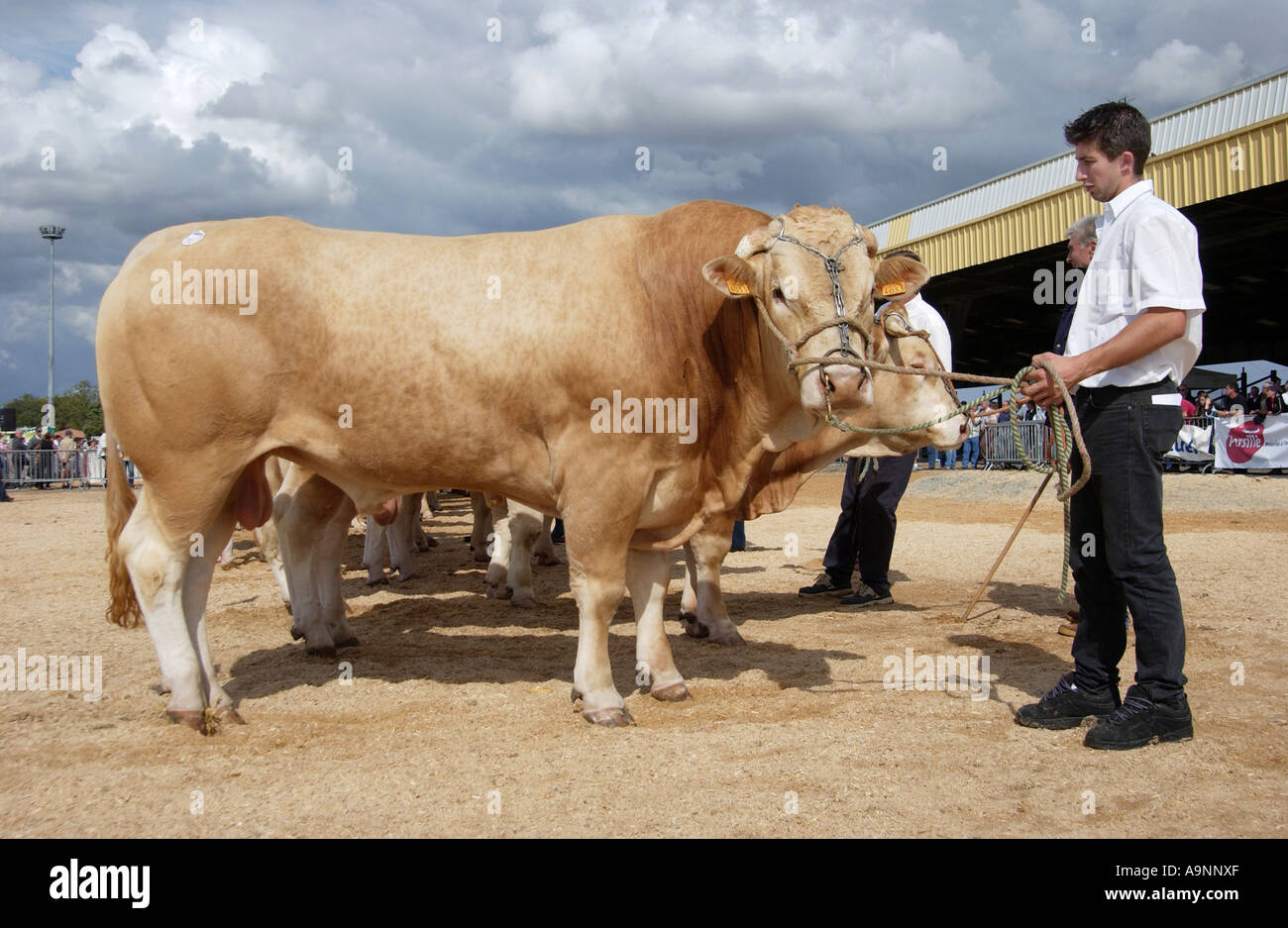 Vieh Fayre in Parthenay, Frankreich Stockfoto