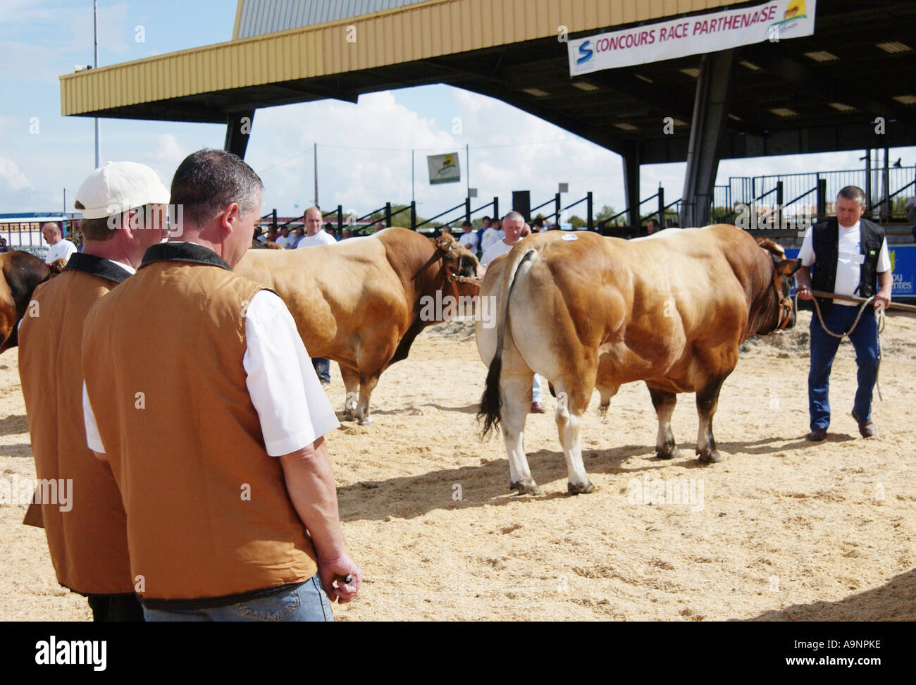 Vieh Fayre in Parthenay, Frankreich Stockfoto