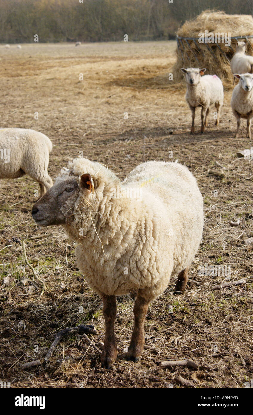 Französische Schafe Stockfoto