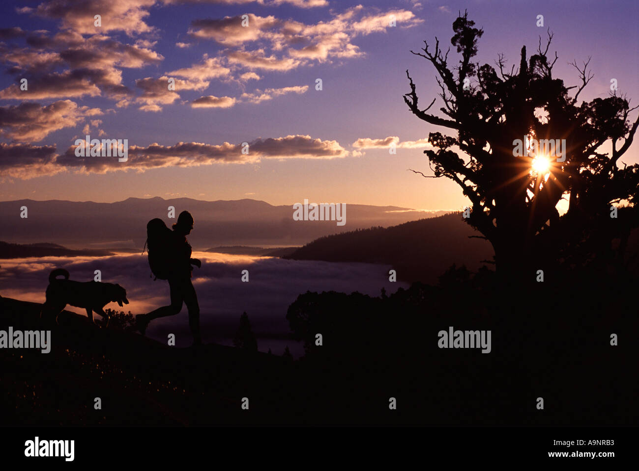 Eine Frau mit ihrem Hund auf Donner Gipfel in der Nähe von Truckee CA Wandern Stockfoto