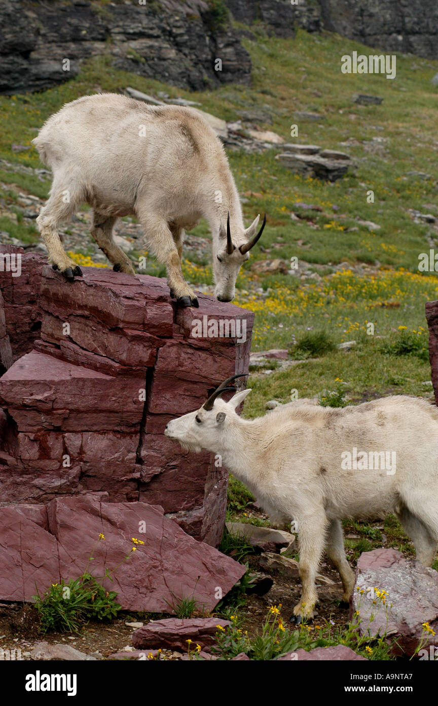 Bergziegen auf Felsen Glacier Nationalpark Montana USA Stockfoto