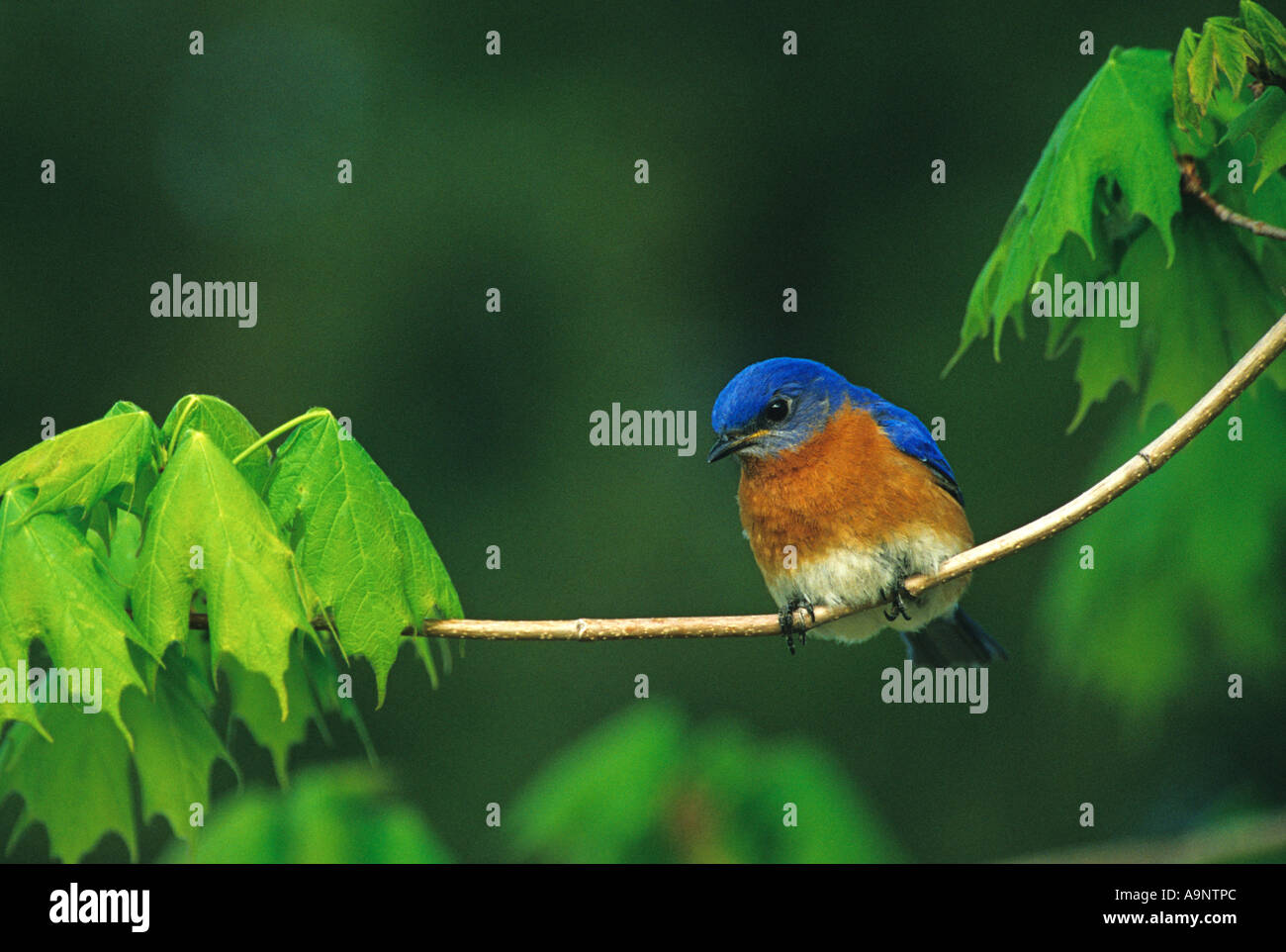 Östlichen blauer Vogel auf einem Ast Stockfoto