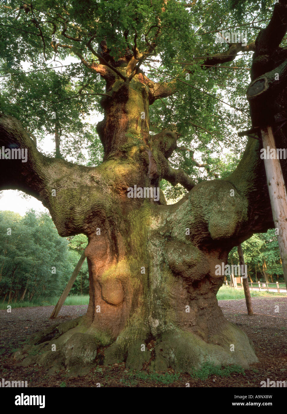 Die große Eiche (Quercus Robur) im Sherwood Forest ist eines der Latrgest Jungfrau Eichen in der britischen versammeln UK Stockfoto