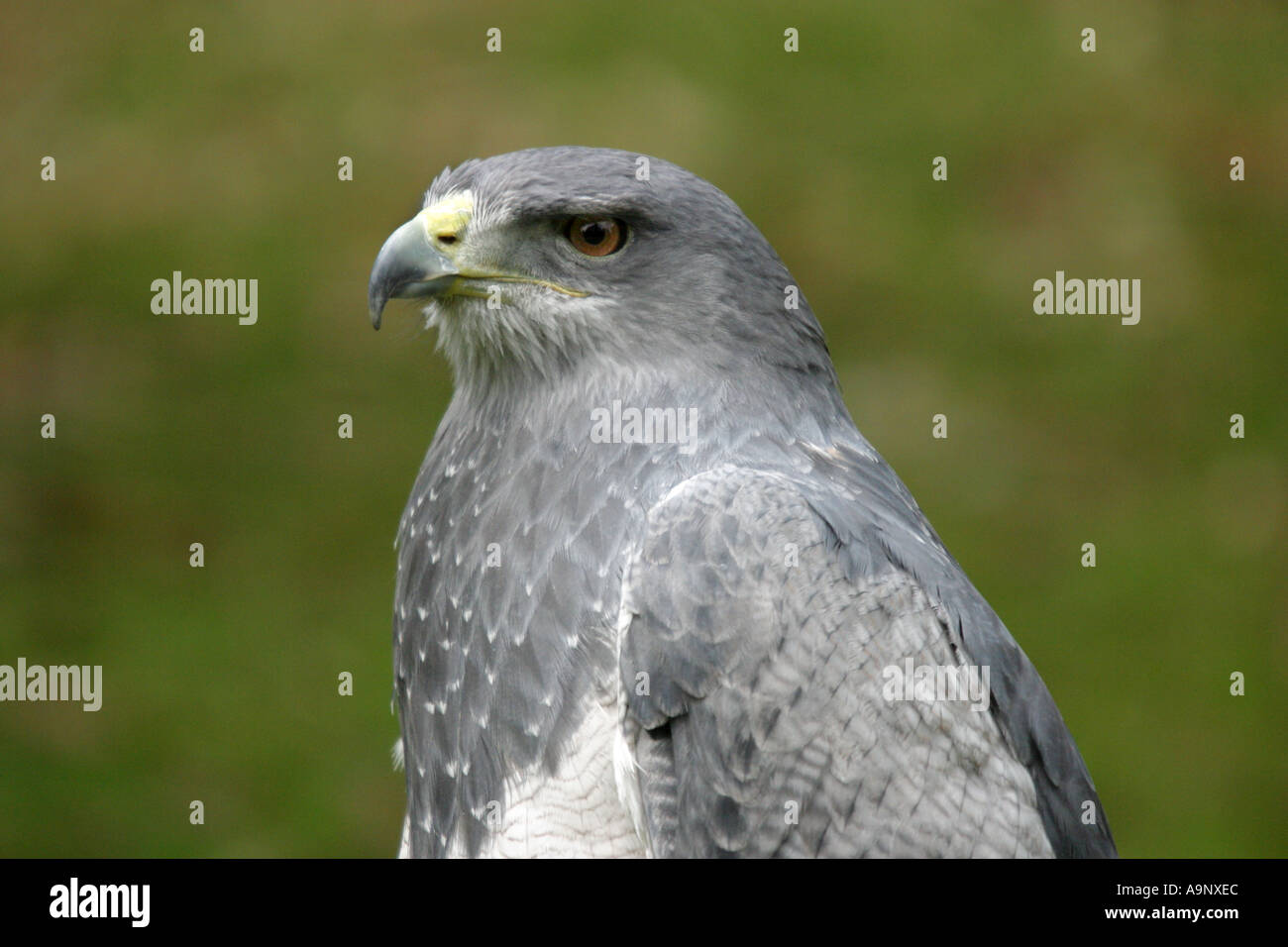 Chilenische blaue Adler Stockfoto