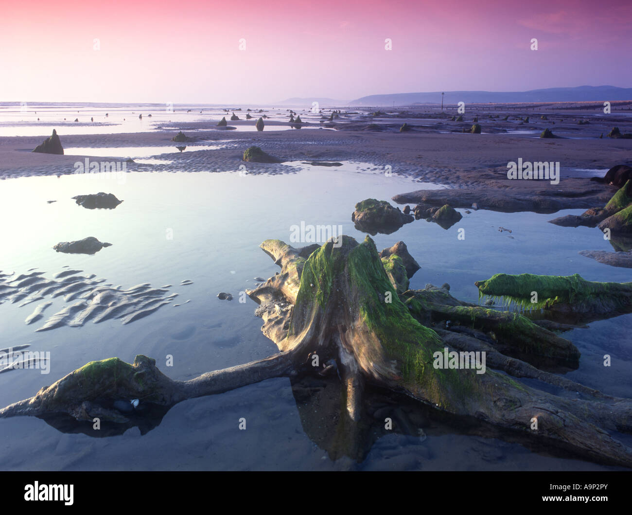 Versteinerte Wald Borth Strand Stockfoto