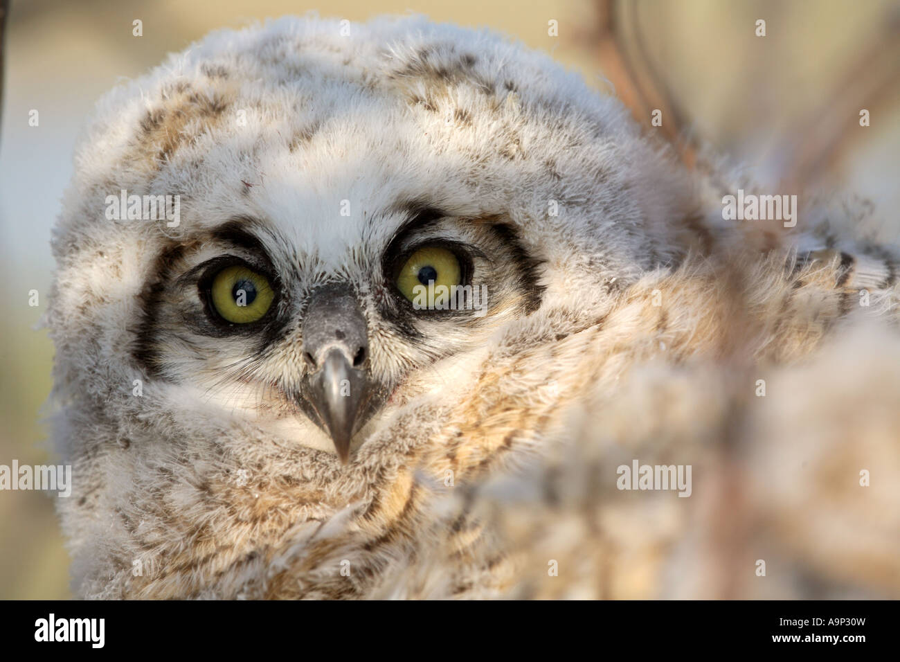 Owlet im Nest in Saskatchewan Stockfoto