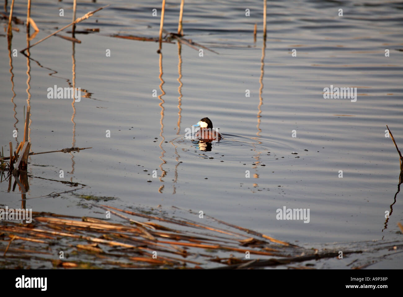 Ruddy Duck Drake schwimmen in ein Schlagloch Saskatchewan Stockfoto