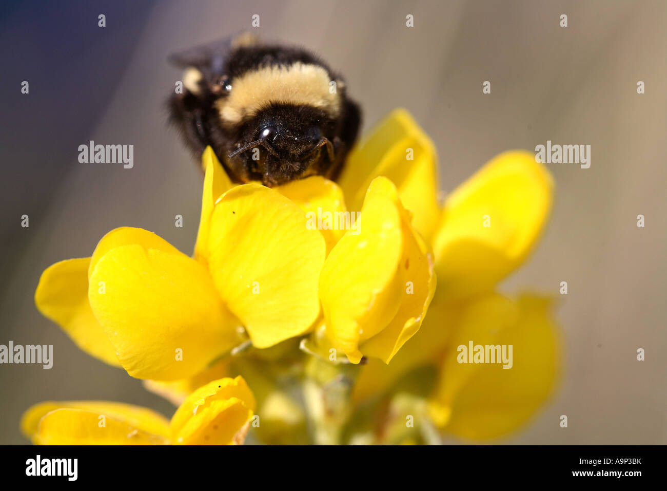 Honigbiene auf Wildblumen in Saskatchewan Stockfoto