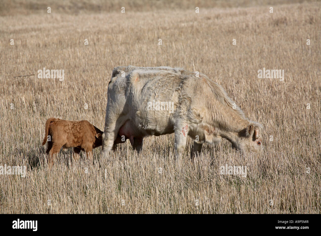 Jungen Kalb mit Kuh auf der Weide in Saskatchewan Stockfoto