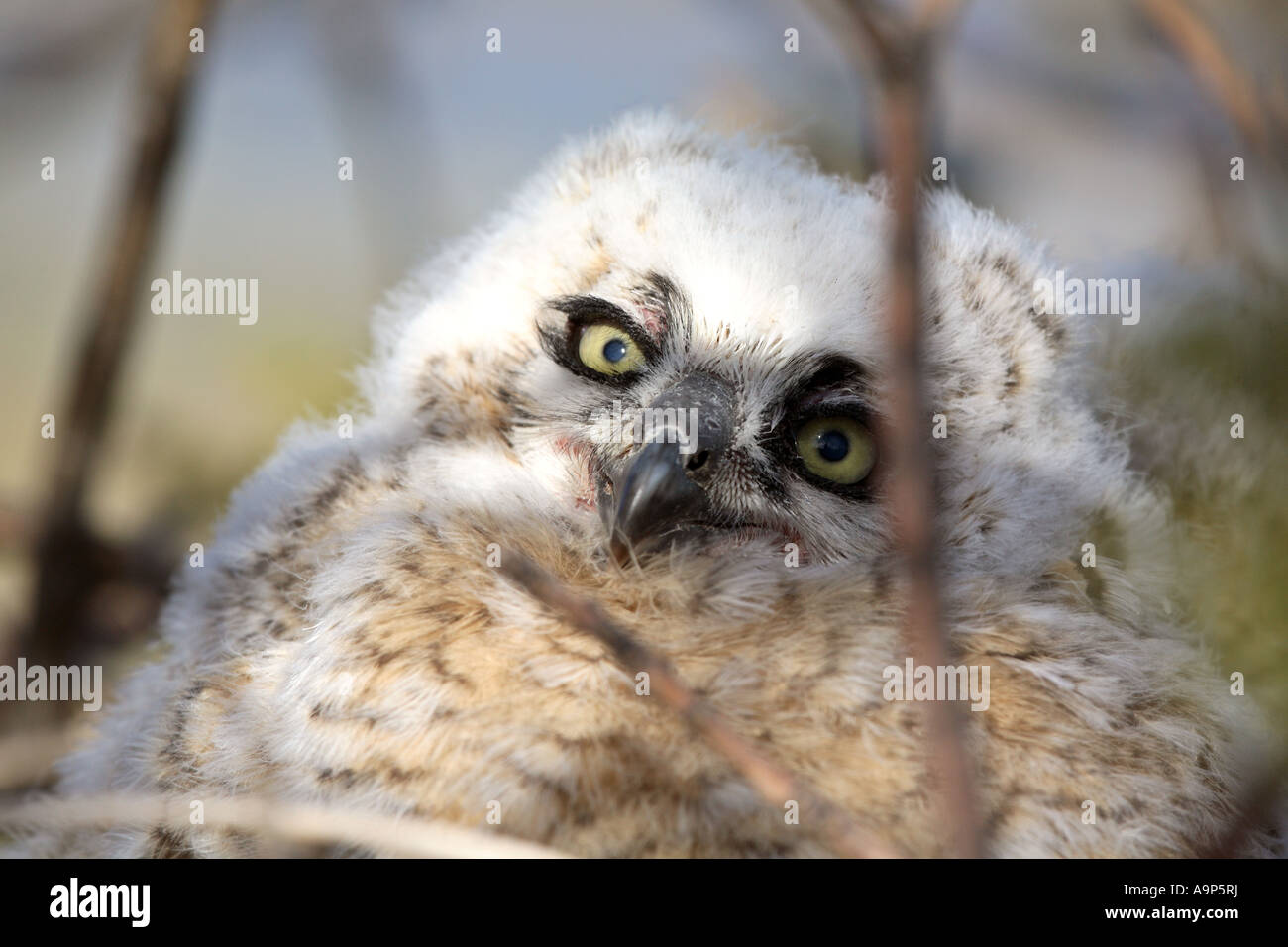 Große gehörnte Owlet im Nest in Saskatchewan Stockfoto
