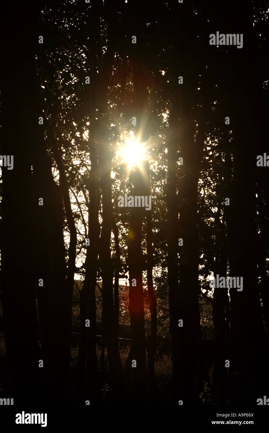 Sonne durch Täuschung der Bäume in Saskatchewan Stockfoto