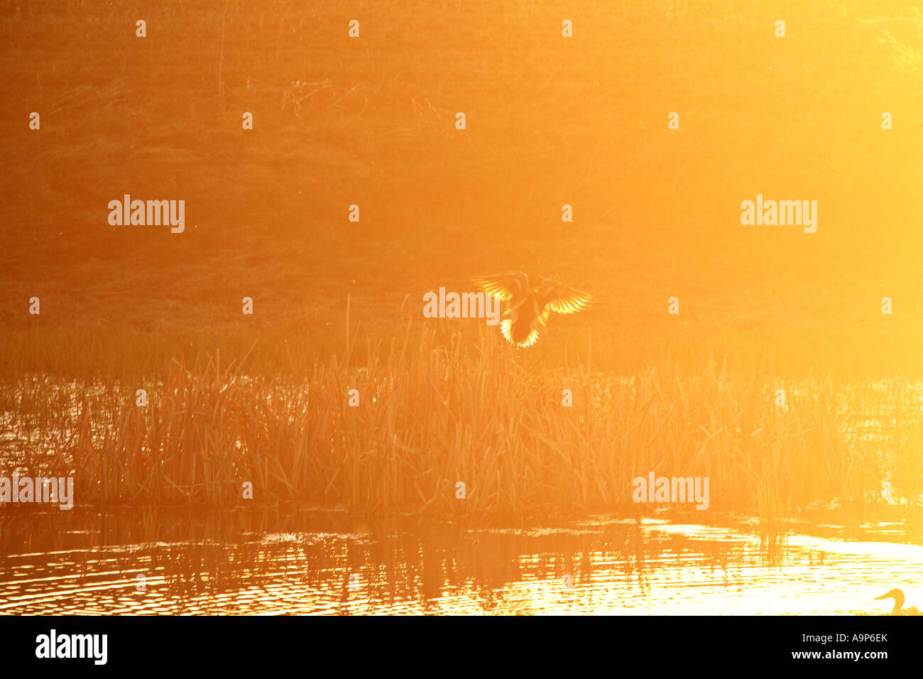 Ente unter Flug ins Sonnenlicht Saskatchewan Stockfoto