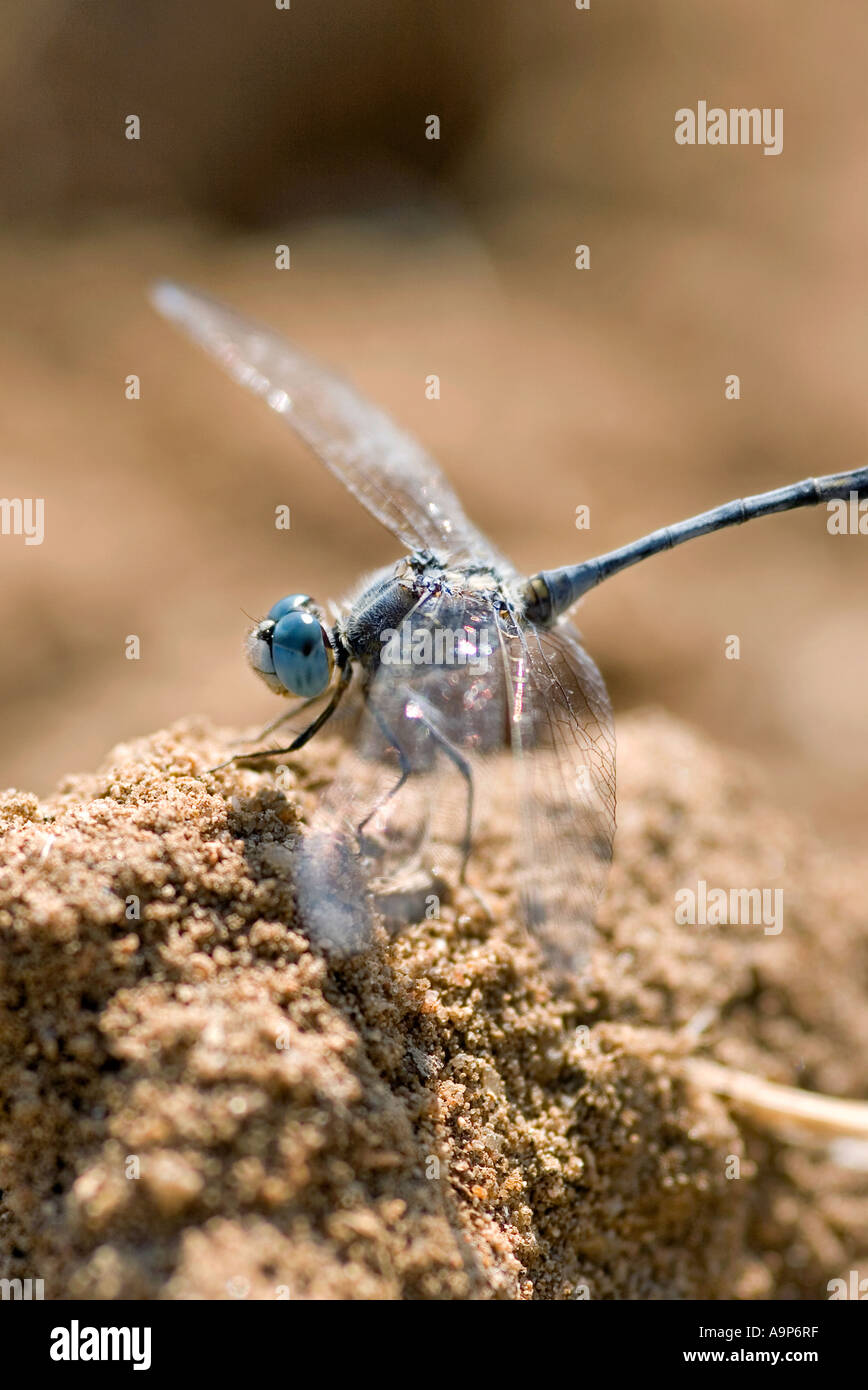 Blaue Libelle auf Sand in Indien Stockfoto