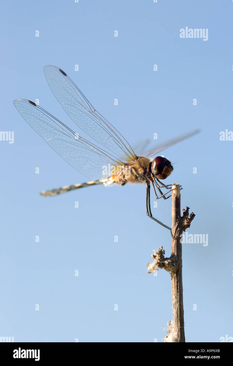 Libelle gegen blauen Himmel ruht auf Pflanzenstängel in Indien Stockfoto