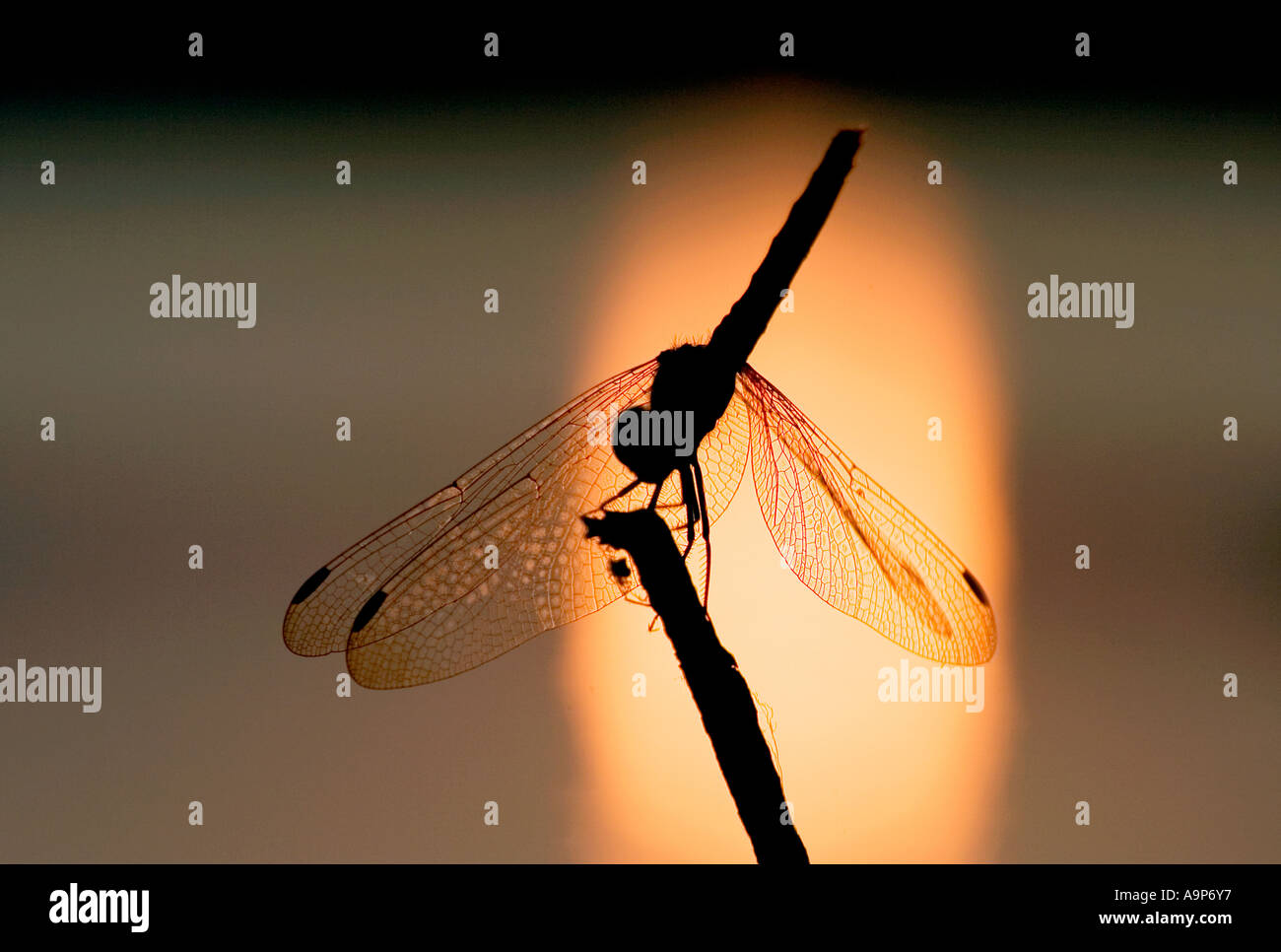 Silhouette einer Libelle ruht auf einem Stick mit dem Sonnenuntergang spiegelt sich in einem See dahinter. Indien Stockfoto