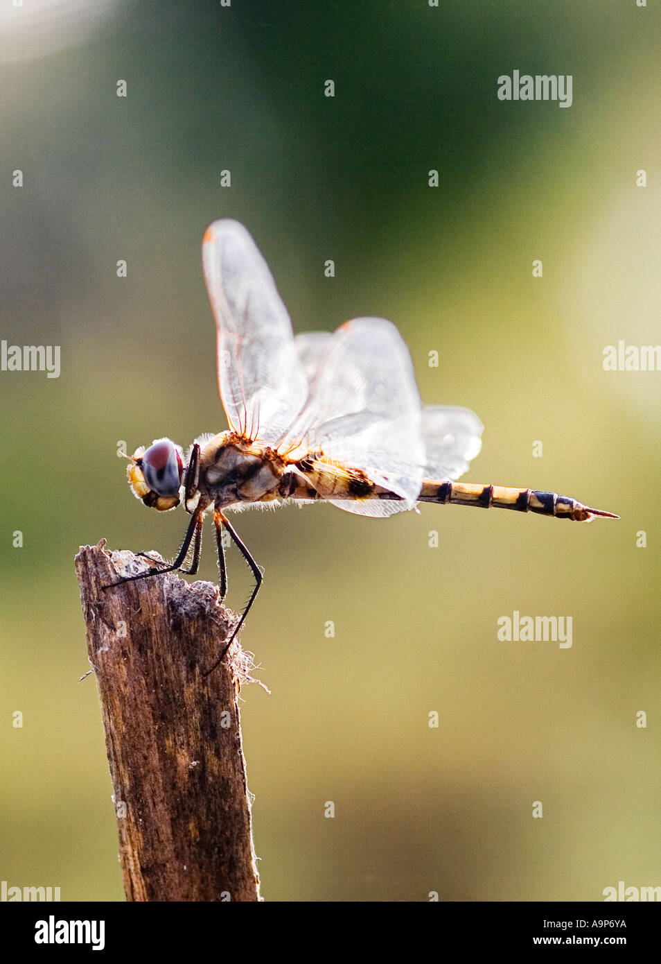 Tramea Basilaris. Red Marsh Trotter Libelle sitzt auf einem Holzstumpf in der indischen Landschaft. Indien Stockfoto