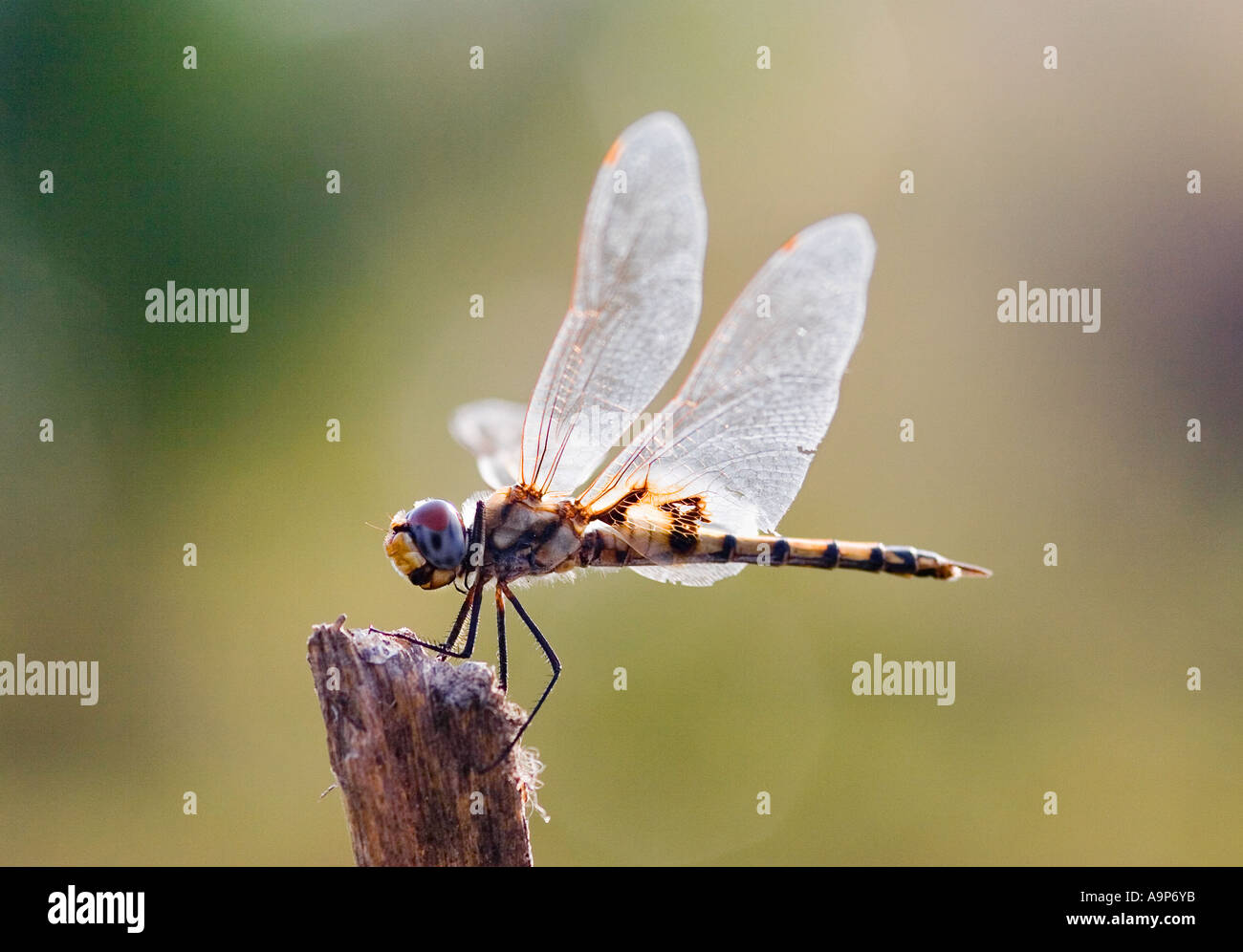 Tramea Basilaris. Red Marsh Trotter Libelle sitzt auf einem Holzstumpf in der indischen Landschaft. Indien Stockfoto