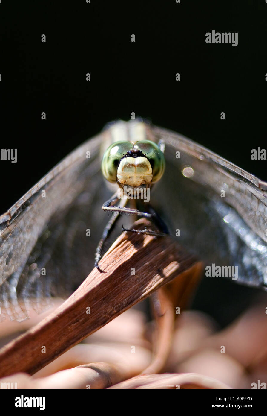 Nahaufnahme der Libelle sitzt auf Holz mit dunklem Hintergrund Stockfoto