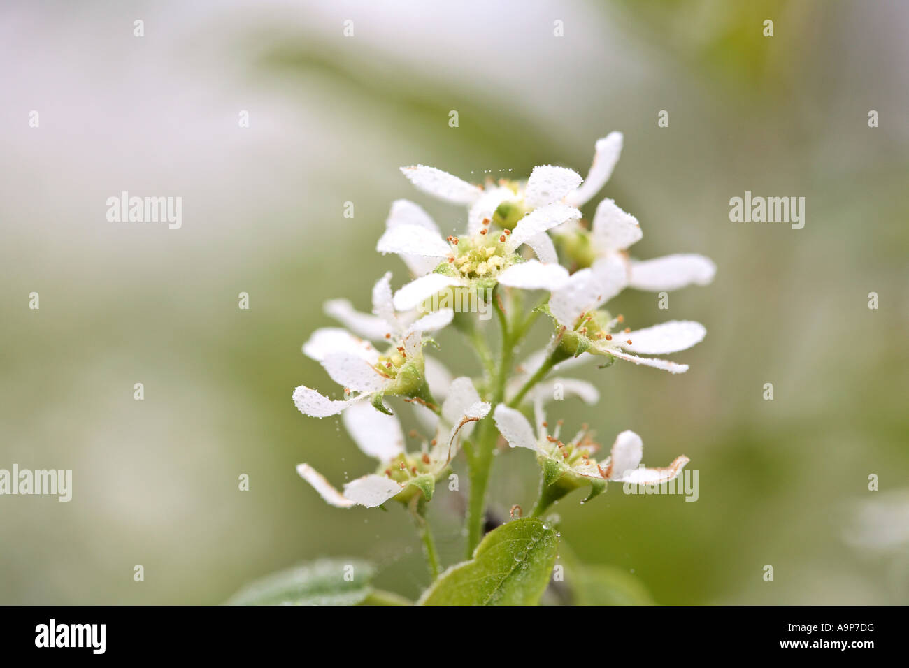 Weißen Wildblumen in Saskatchewan Stockfoto
