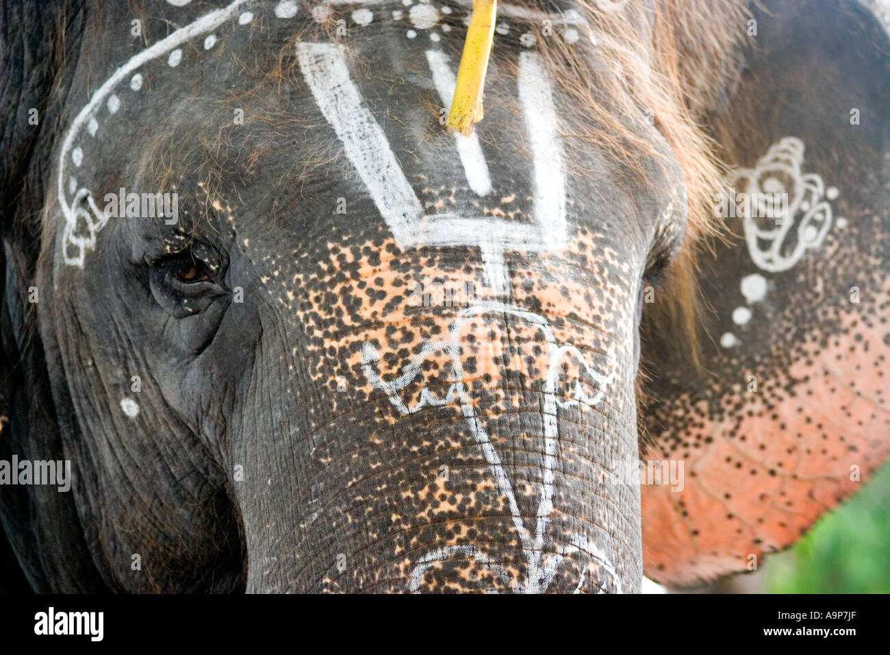 Sai Gita, Sathya Sai Baba Elefant, Puttaparthi, Andhra Pradesh, Indien Stockfoto