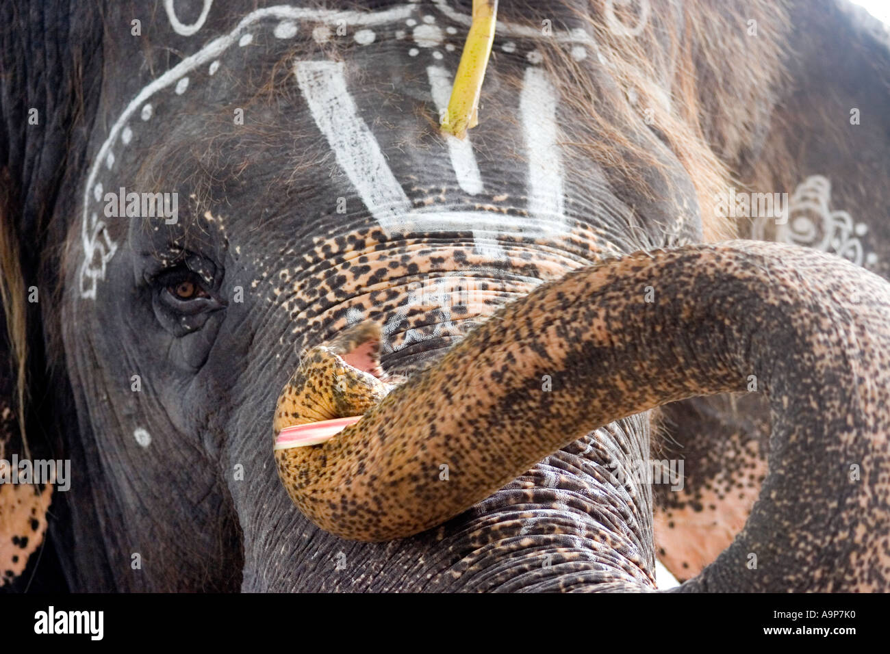 Sai Gita, Sathya Sai Baba Elefant, Puttaparthi, Andhra Pradesh, Indien Stockfoto
