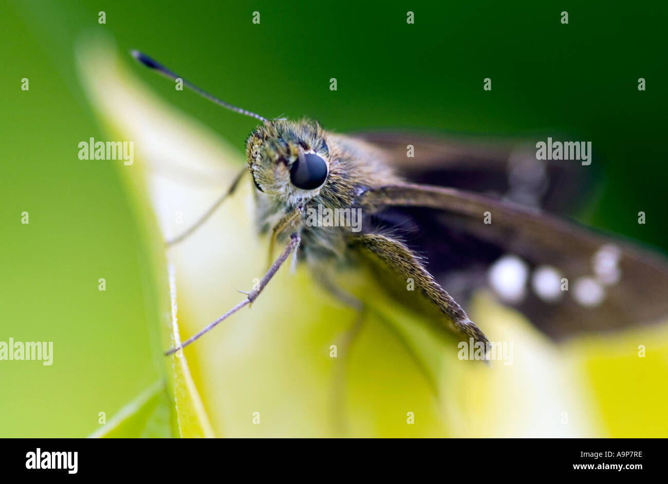Kleine Motte auf Blatt in Indien sitzen Stockfoto