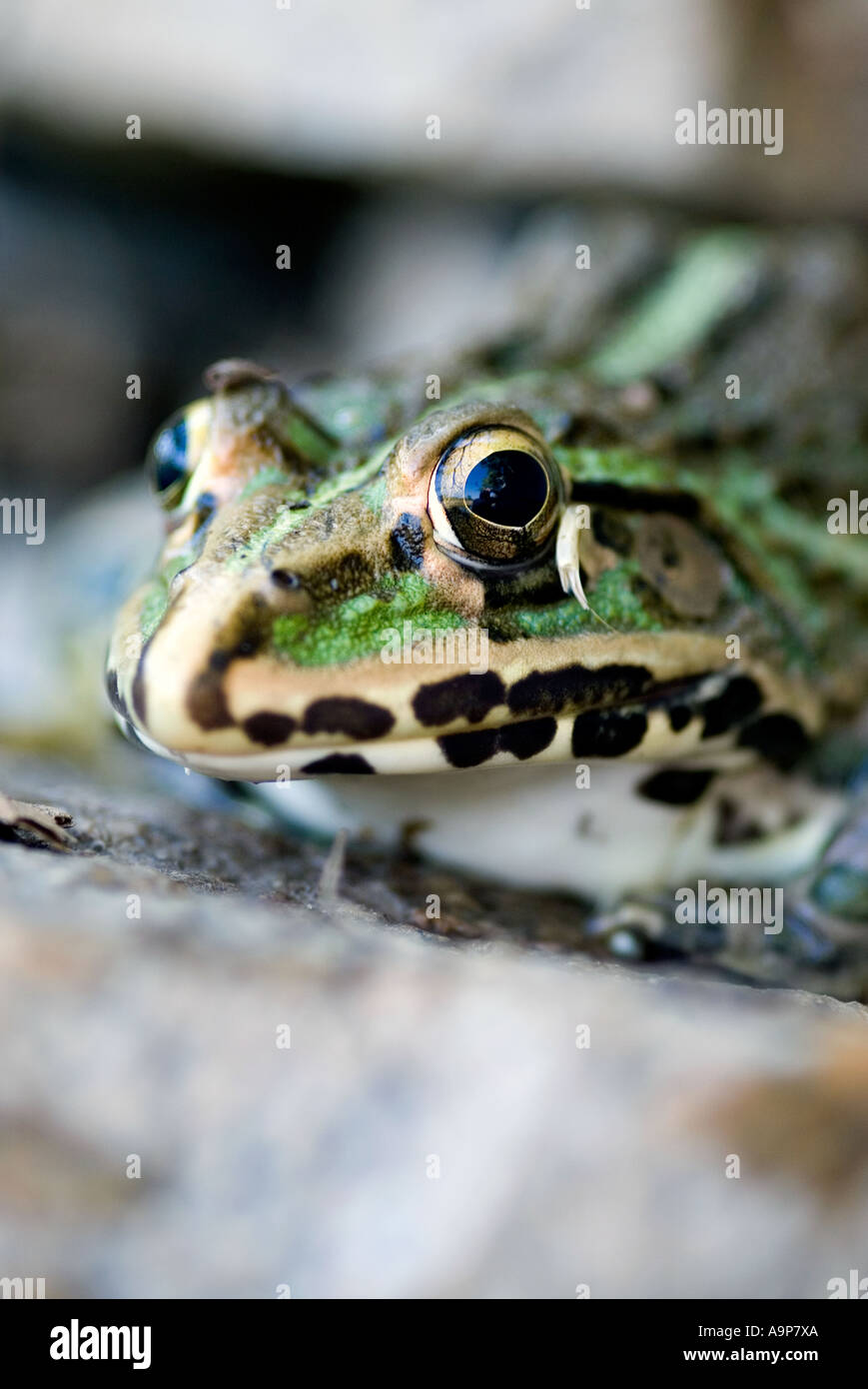 Nahaufnahme einer Kröte im indischen Wasserbrunnen. Indien Stockfoto