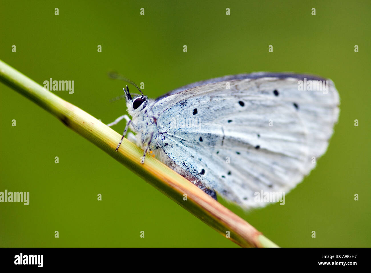 Kleine gemeinsame blaue Schmetterling ruht auf Stamm in der englischen Landschaft Stockfoto