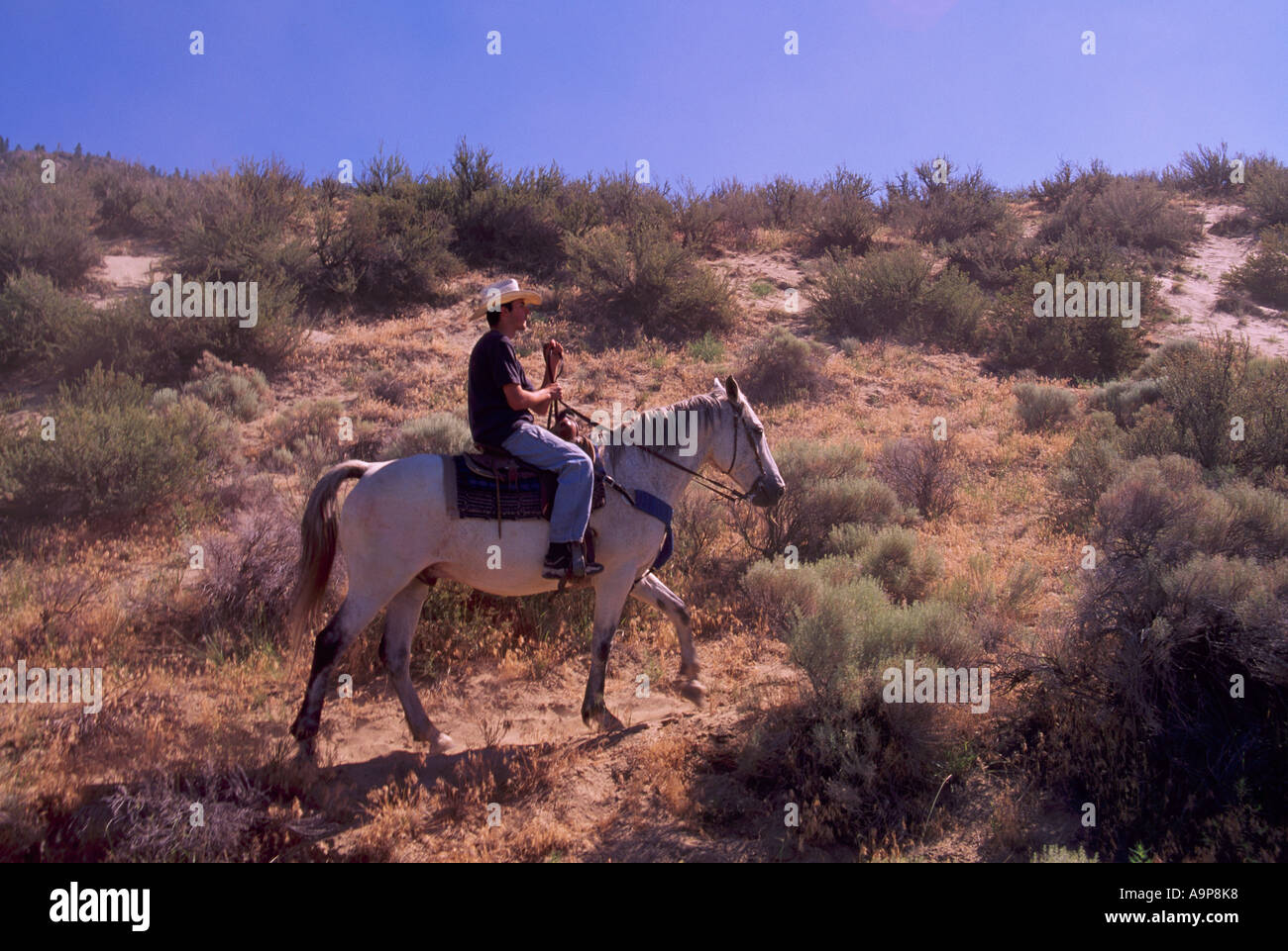 Leitfaden für Pferde-Tour in die "Pocket-Wüste" in der Nähe von Osoyoos British Columbia Kanada Stockfoto