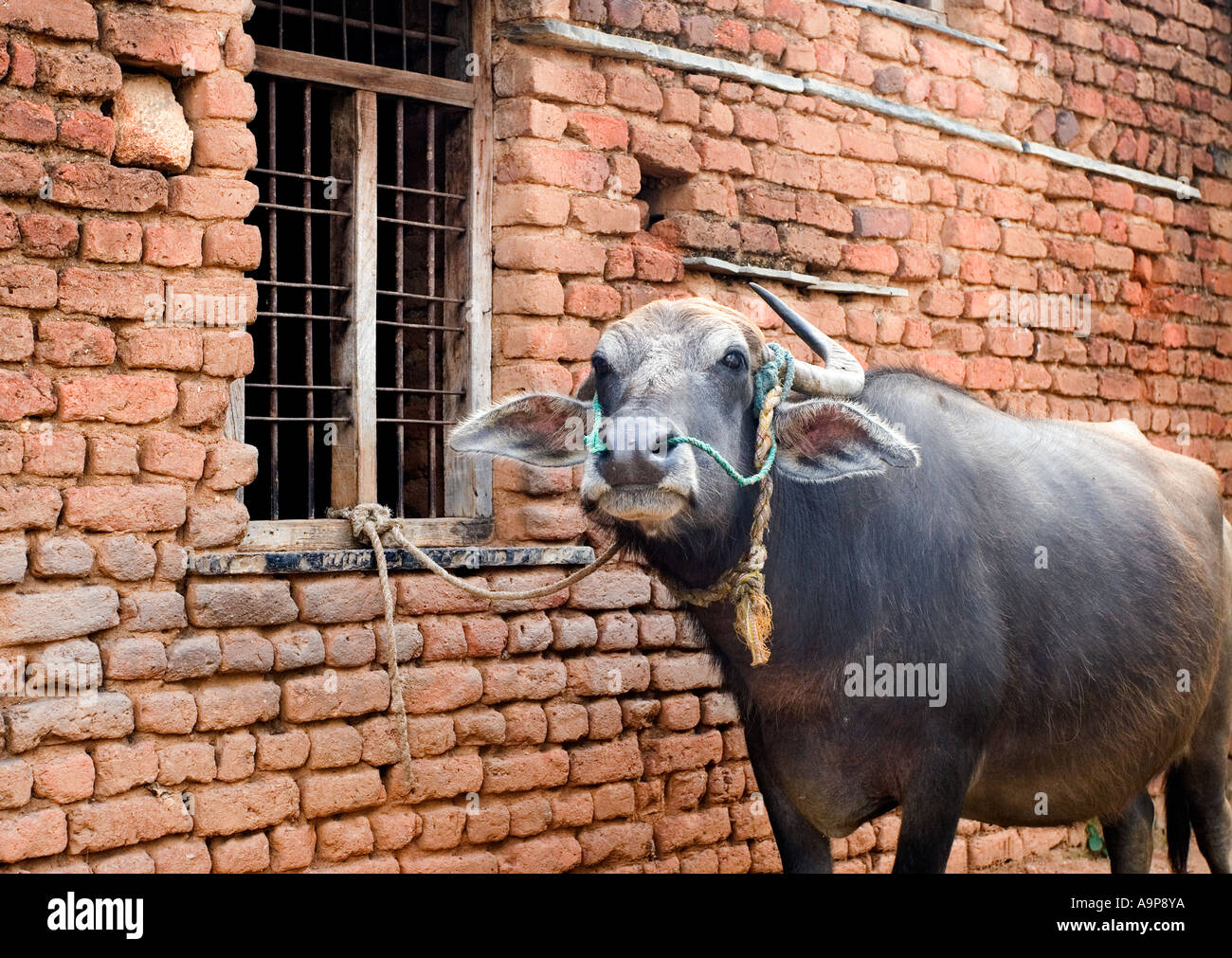 Wasserbüffel an Fenster eines Hauses der südlichen indischen Dorf gebunden. Andhra Pradesh, Indien Stockfoto