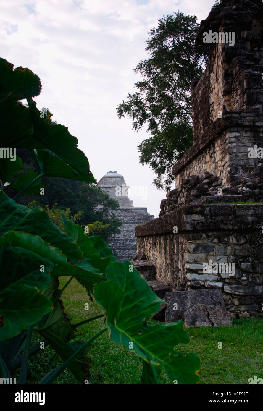 Maya archäologische Ruinen, Palenque, Chiapas, Mexiko Stockfoto