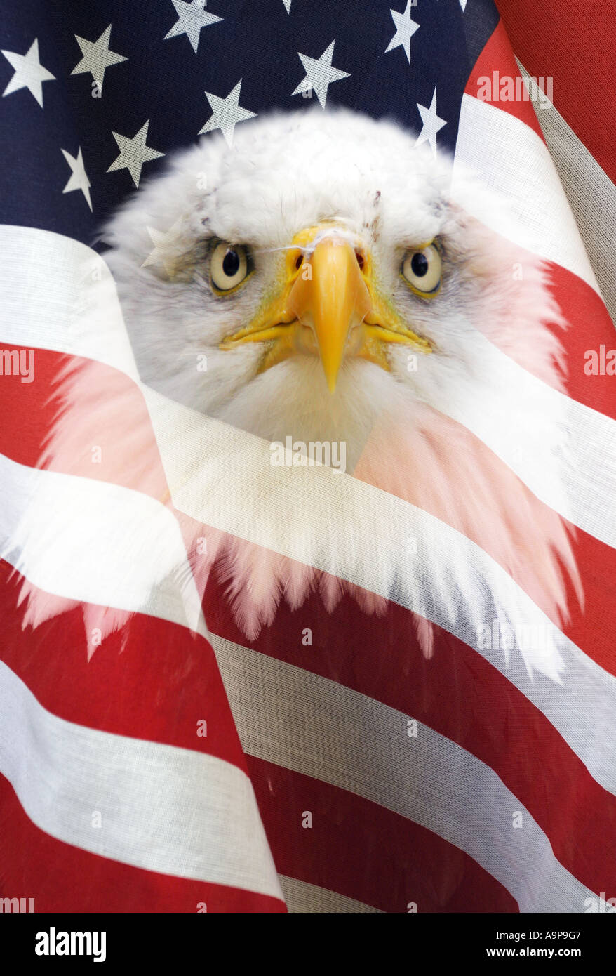 Stars und Stripes Flagge der Vereinigten Staaten mit Glatze leitete Adler es überlagert Stockfoto
