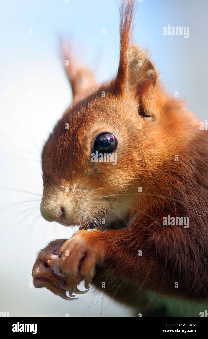 Eichhörnchen Nahaufnahme im Sonnenlicht Stockfoto