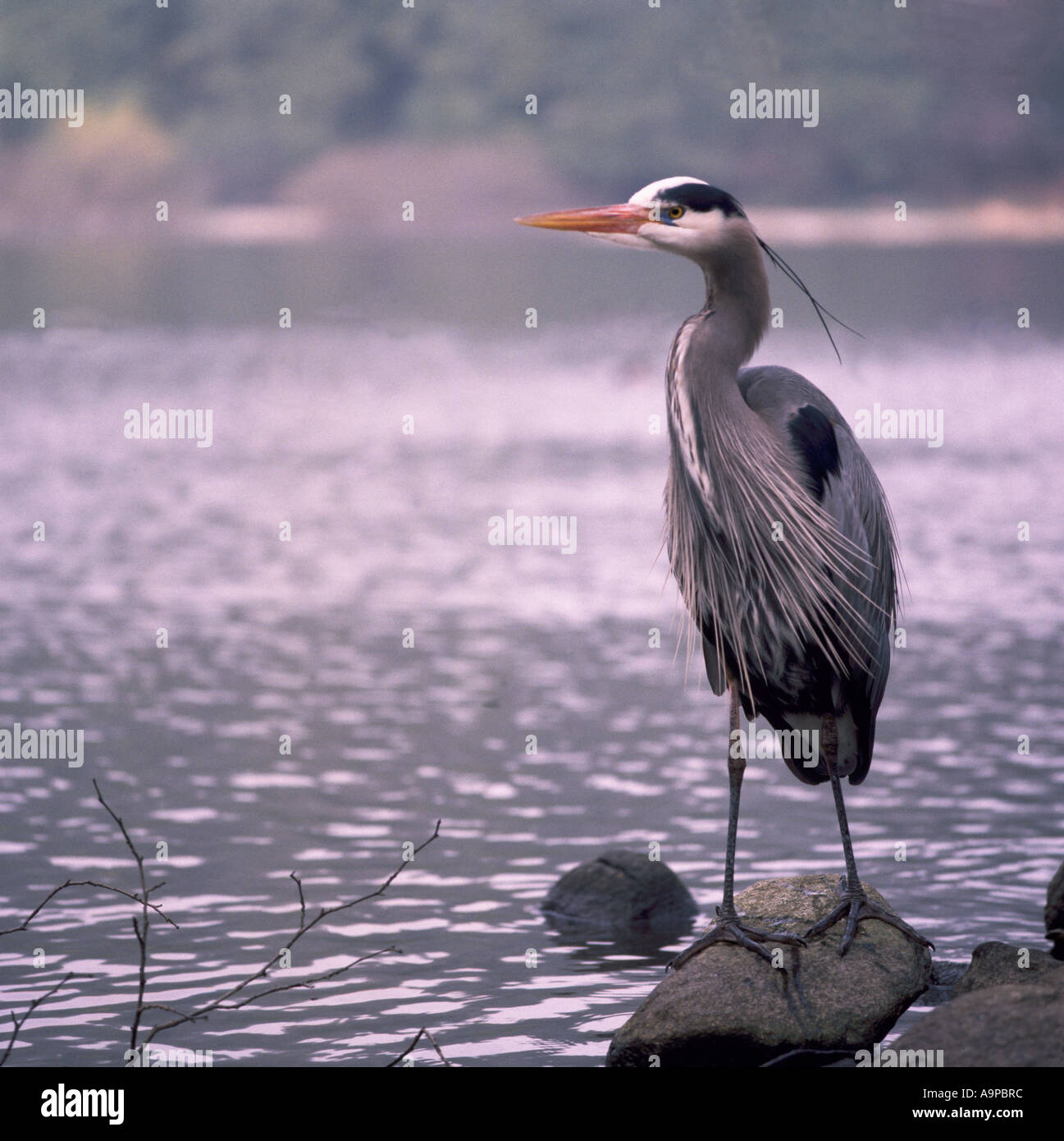 Great Blue Heron (Ardea Herodias) stehen auf Felsen am See, West Coast BC, British Columbia, Kanada - North American Birds Stockfoto