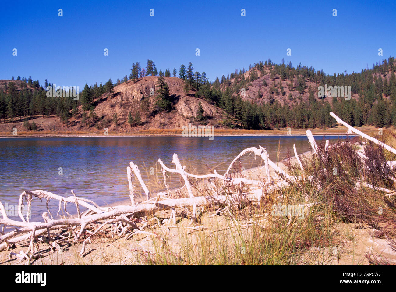 Mahoney Lake Ecological Reserve in der Nähe von Okanagan Falls, South Okanagan Valley, BC, Britisch-Kolumbien, Kanada Stockfoto
