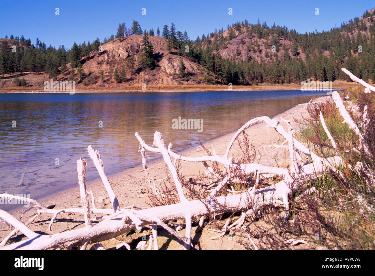 Mahoney Lake Ecological Reserve in der Nähe von Okanagan Falls, South Okanagan Valley, BC, Britisch-Kolumbien, Kanada Stockfoto