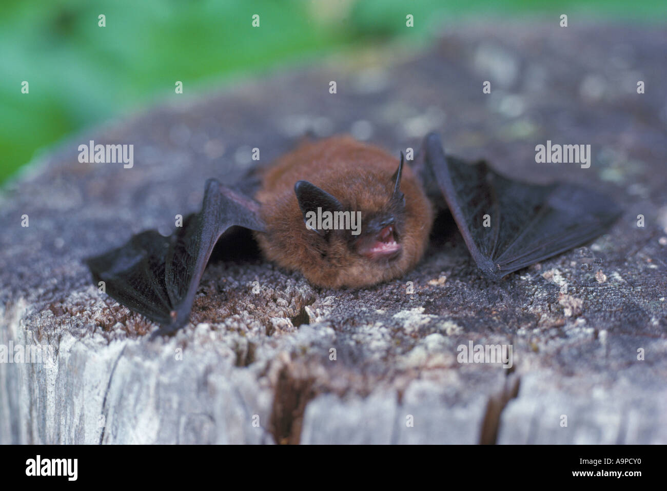 Myotis lucifugus Fotos und Bildmaterial in hoher Auflösung Alamy