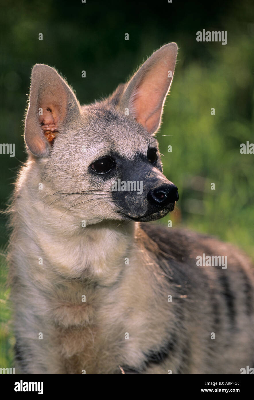 Aardwolf (proteles cristatus) -Fotos und -Bildmaterial in hoher ...