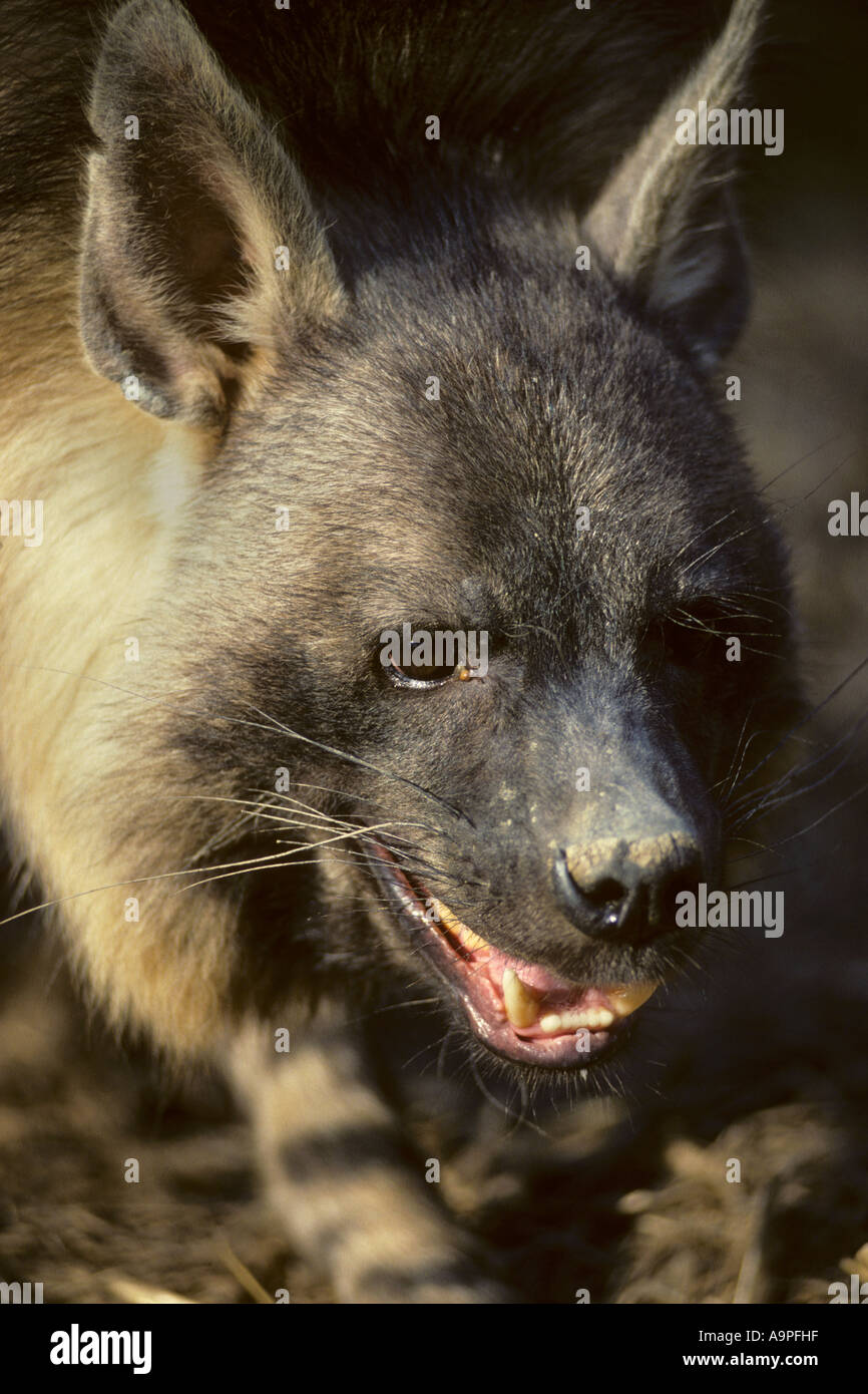 Braune Hyäne Parahyaena Brunnea südlichen Afrika gefangen Stockfoto