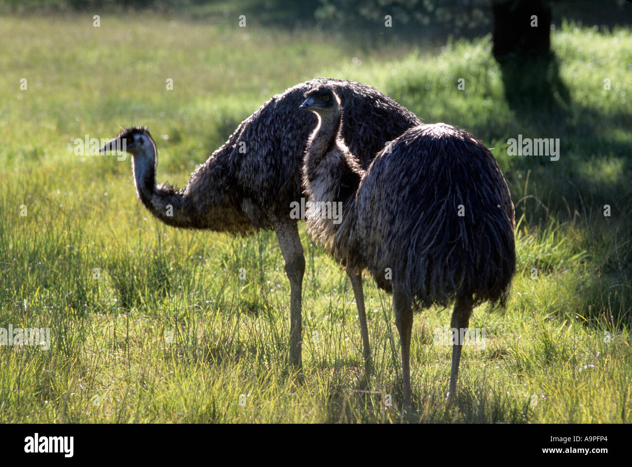 Emu Dromaius Novaehollandiae Queensland Australien Stockfoto