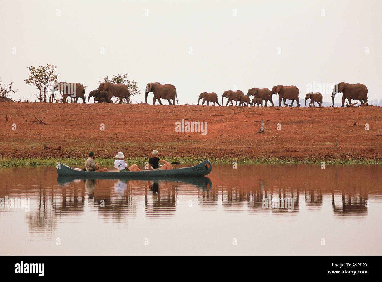 Touristischen Kanu mit Elefanten hinter Lake Kariba Simbabwe Stockfoto
