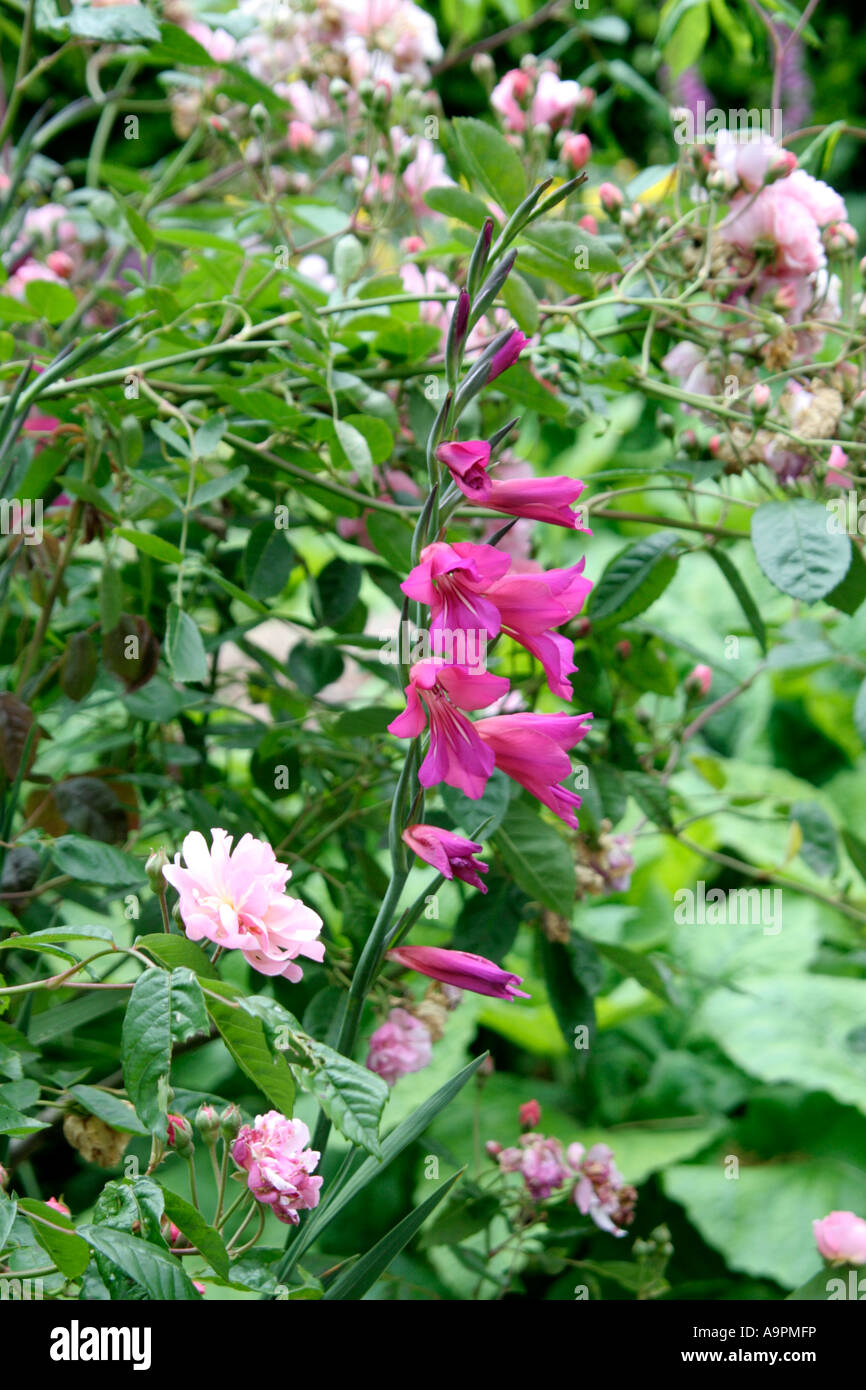 Gladiolus Communis Subsp byzantinus Stockfoto