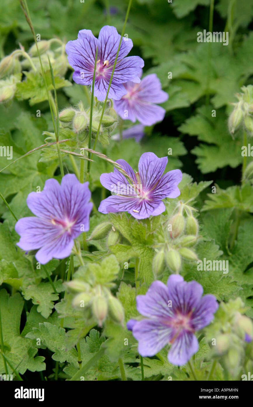 Geranium X magnificum hat eine glorreiche Flush lila blau im späten Frühjahr Stockfoto