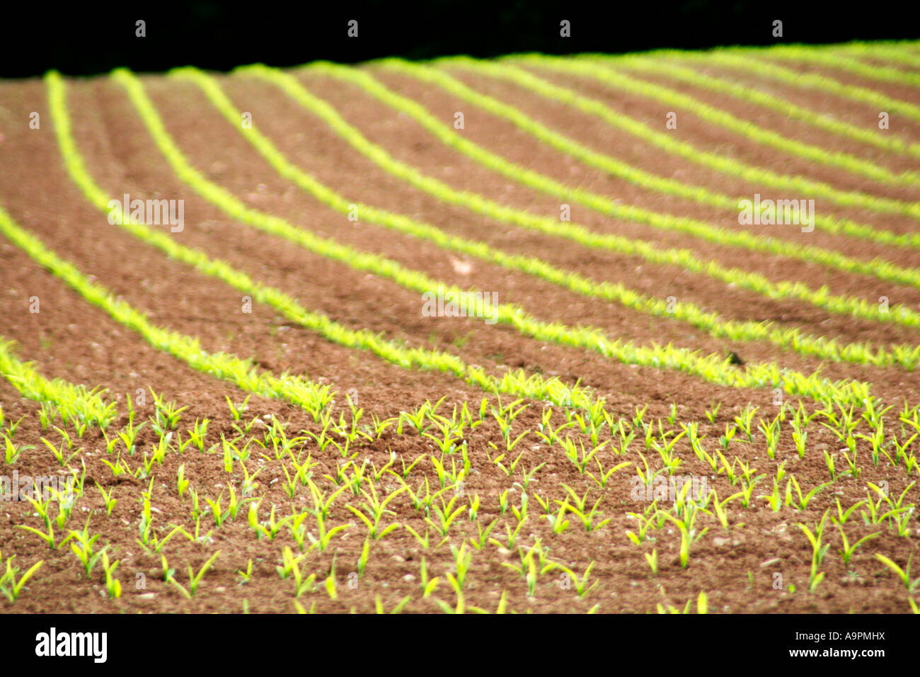 Frisch geschlüpfte Futter Mais Ar Crazelowman Tiverton Devon Ende Mai Stockfoto