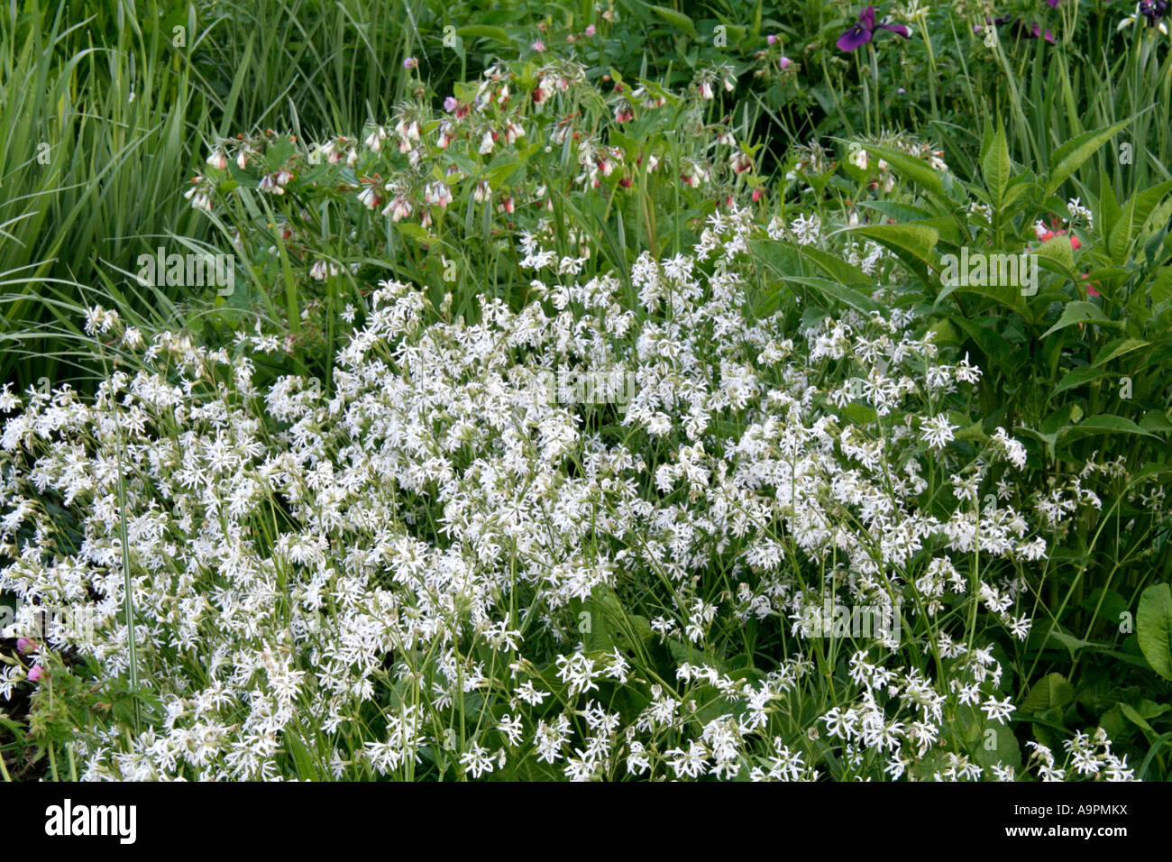Weiße Ragged Robin Lychnis Flos Cuculi Albiflora in Holbrook Garten Stockfoto