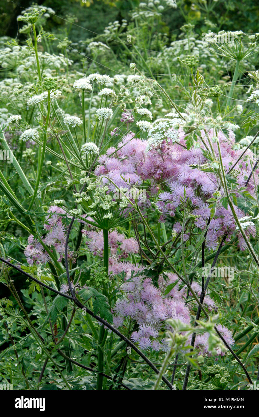 Oenanthe Crocata Hemlock Wasser asiatische und Thalictrum Aquilegiafolium in Holbrook Garten im späten Frühjahr Stockfoto