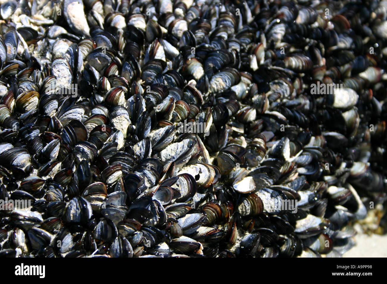 Sammlung von Muschelschalen am Strand Stockfoto