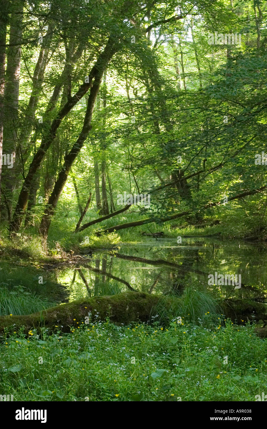 Auenwald am Fluss Isar in der Nähe von München Bayern Stockfoto