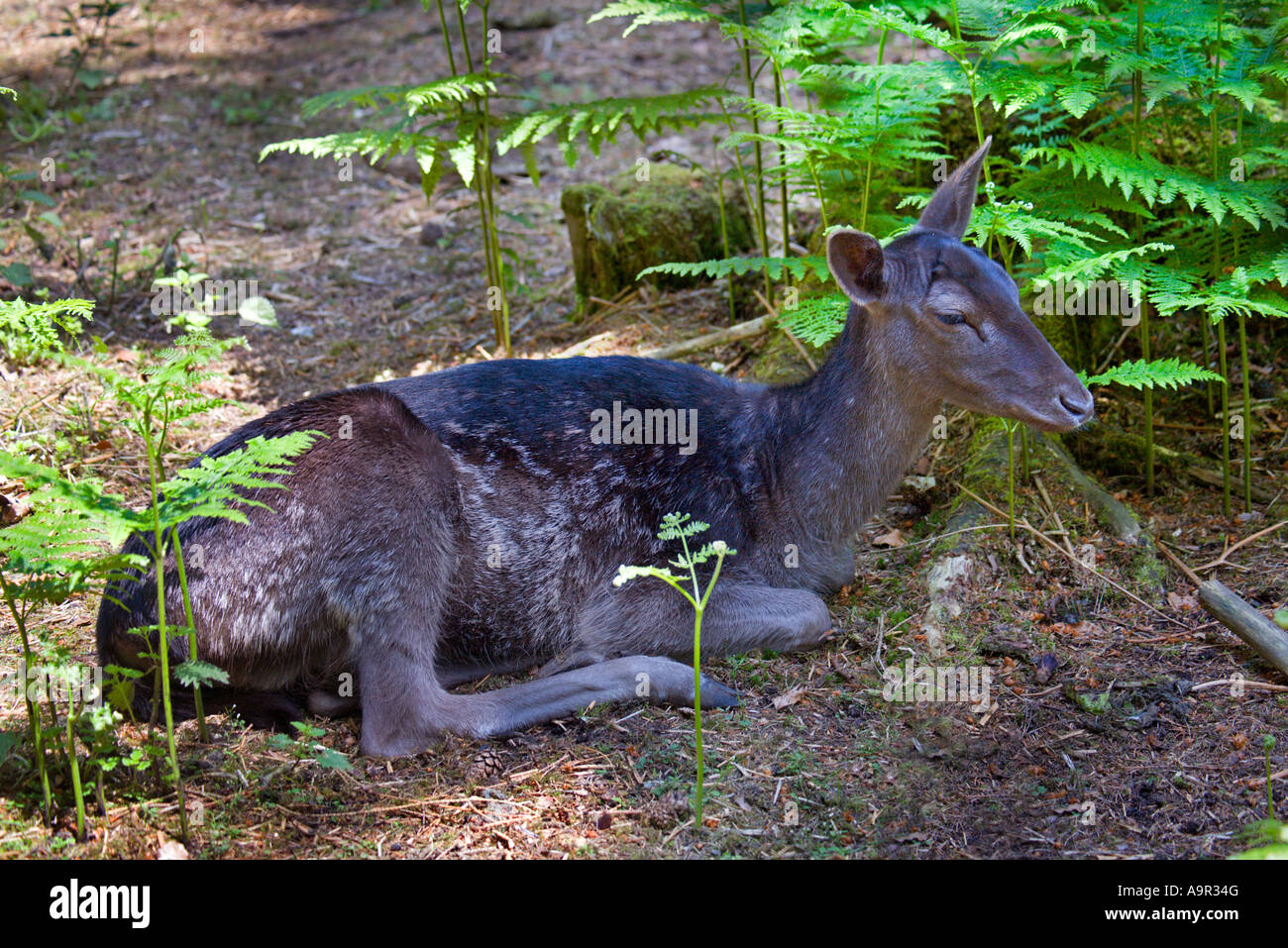 Schwarze Damhirsch (Dama Dama) Stockfoto