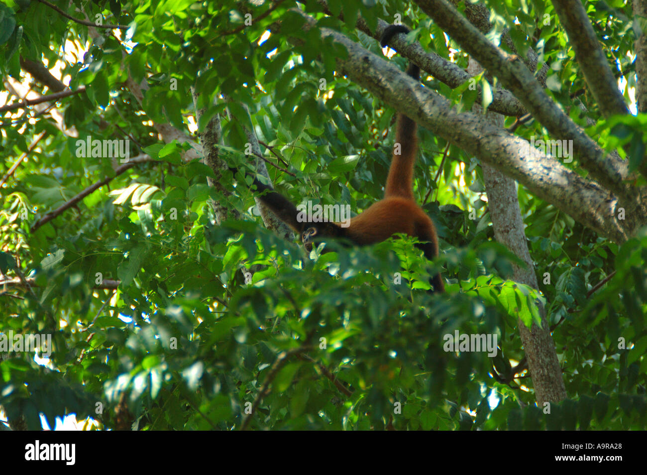 Klammeraffe Gattung Ateles Cabo Matapalo costarica Stockfoto